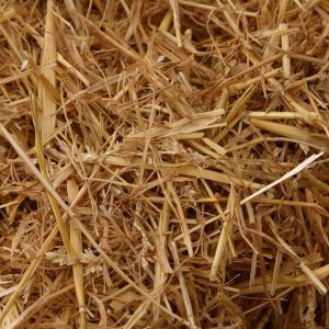 profile avatar image